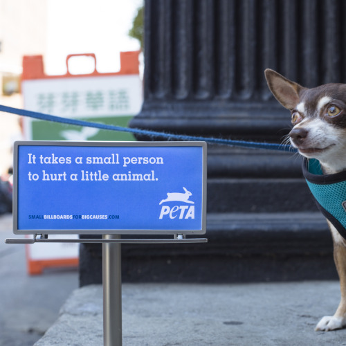 PETA-Tiny-Billboard-New-York-1