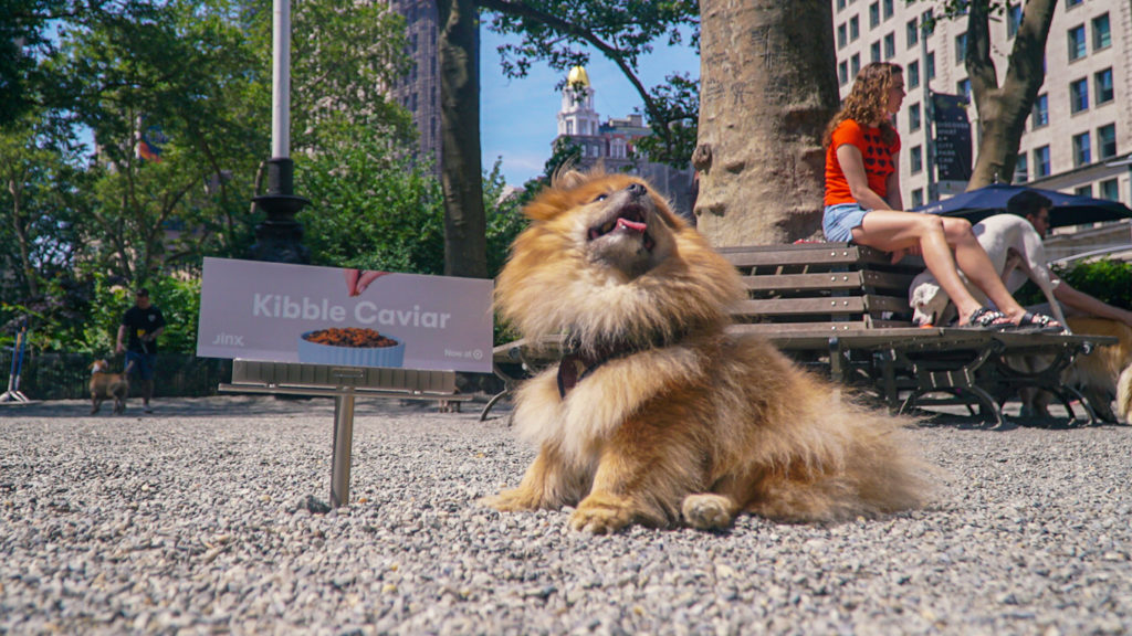 Dog_with_city_Jinx_billboard