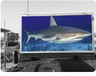 Shark Billboard Size