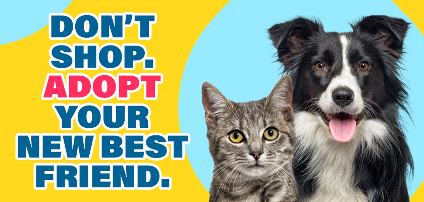 Pet Adoption - Poster